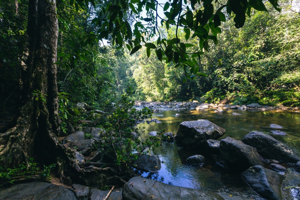 Sinharaja Rain Forest